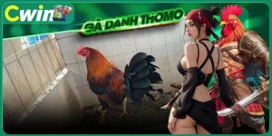 gà danh thomo - ảnh đại diện